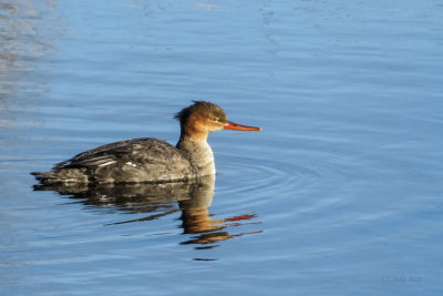 Red-breasted Merganser  (2 photos)