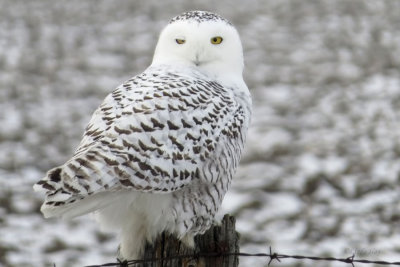 Snowy Owl   (2 photos)