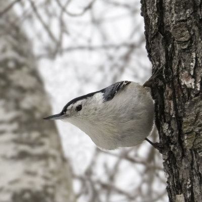 White-breasted Nuthatch   (2 photos)
