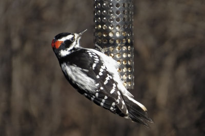 Hairy Woodpecker   (2 photos)