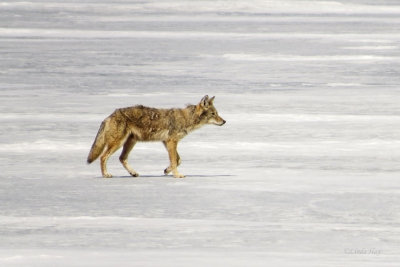 Coyote   (4 photos )