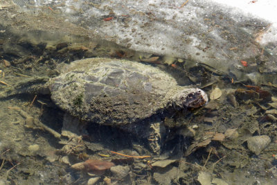 Snapping Turtle & Bullfrog   (2 photos)