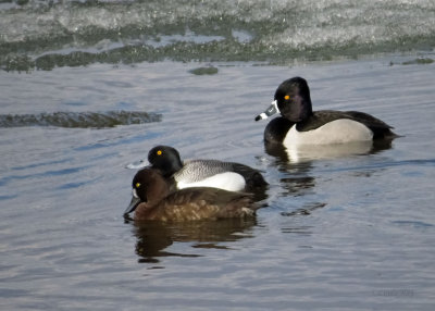 Ring-necked Duck and Scaups