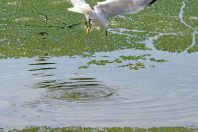 Ring-billed Gull   (3 photos)