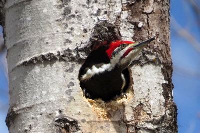 Pileated Woodpecker   (4 photos)