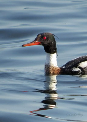 Red-breasted Merganser, male  (2 photos)