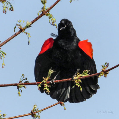 Red-winged Blackbird   (2 photos)