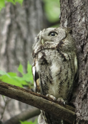 Eastern Screech Owl   (2 photos)