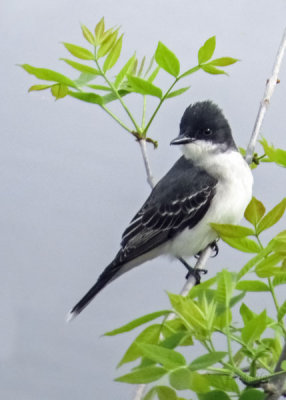 Eastern Kingbird   (2 photos)