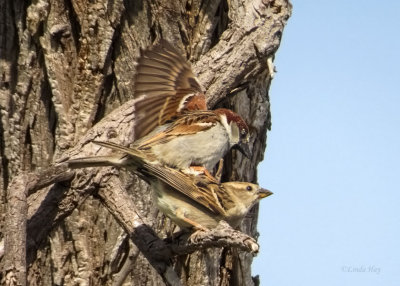 House Sparrows   (4 photos)