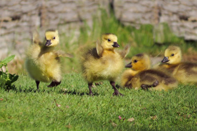 Canada Geese - goslings