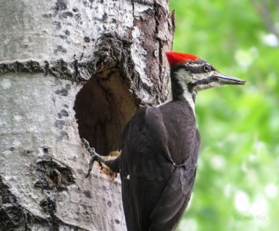 Pileated Woodpeckers   (2 photos)