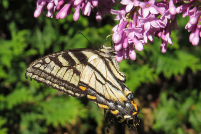 Canadian Tiger Swallowtail   (2 photos)