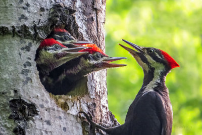 Pileated Woodpeckers  (2 photos)
