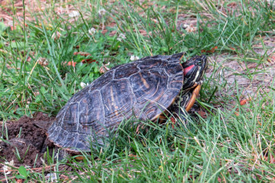 Red-eared Slider  (3 photos)