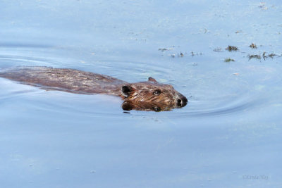 Beaver   (2 photos)