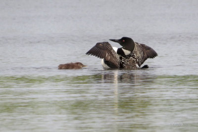 Common Loon and Baby