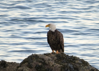 Birds at the Bay of Fundy   (5 photos)