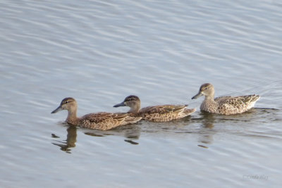 Blue-winged Teals   (2 photos)