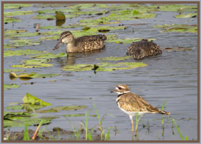 Blue-winged Teals and Killdeer