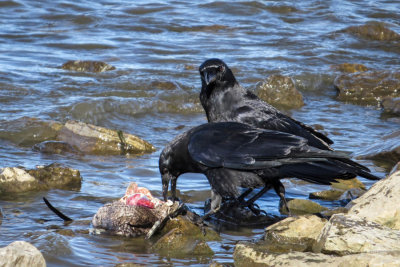 American Crows   (2 photos)