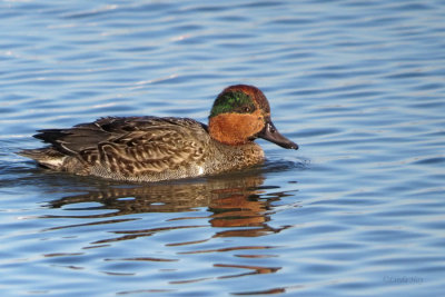 Green-winged Teal   (2 photos)