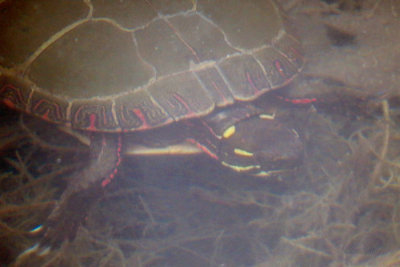 Painted Turtle (3 photos)