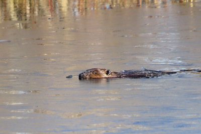 Beaver  (2 photos)