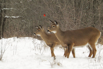 White-tailed Deer
