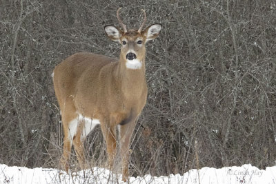White-tailed Deer  (2 photos)