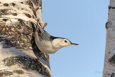 White-breasted Nuthatch