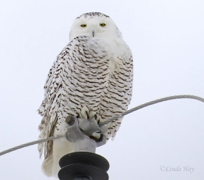 Snowy Owl   (2 photos)
