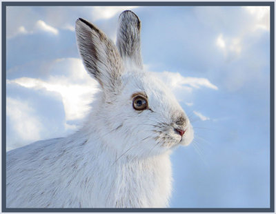 Snowshoe Hare