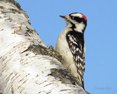 Downy Woodpecker