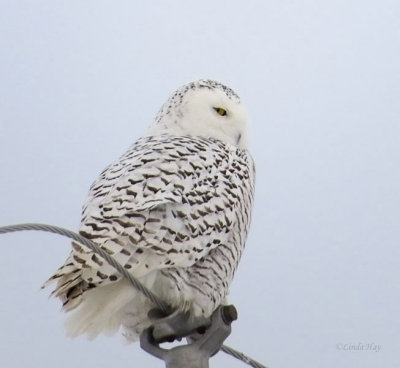 Snowy Owl