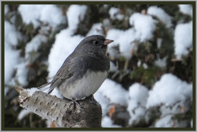 Dark-eyed Junco
