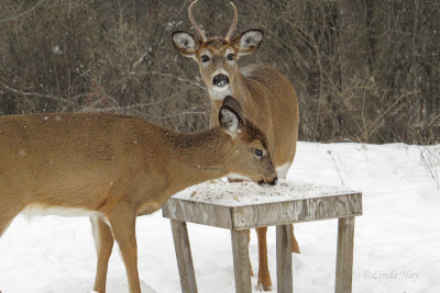 White-tailed Deer