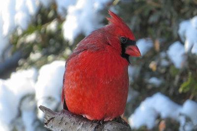 Northern Cardinal  (2 photos)