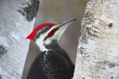 Pileated Woodpecker   (2 photos)
