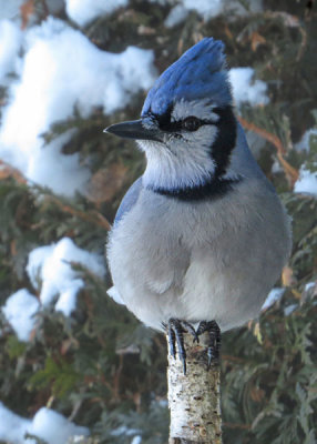 Blue Jay
