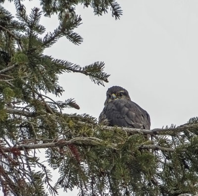 Merlin   (2 photos)