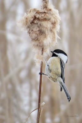 Black-capped Chickadee