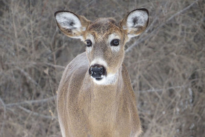 White-tailed Deer (m)