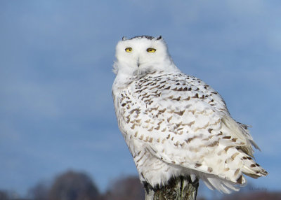 Snowy Owl   (3 photos)