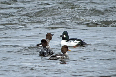 Common Goldeneye