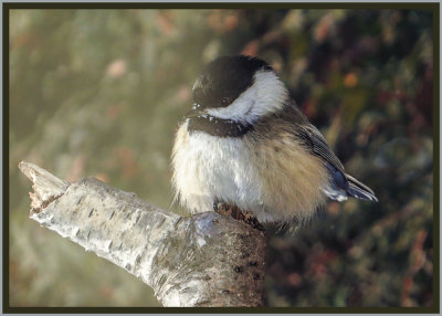 Chickadee