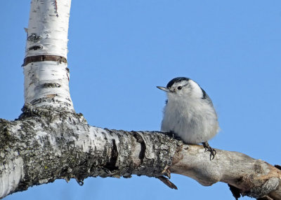 White-breasted Nuthatch