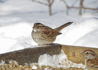 White-throated Sparrow