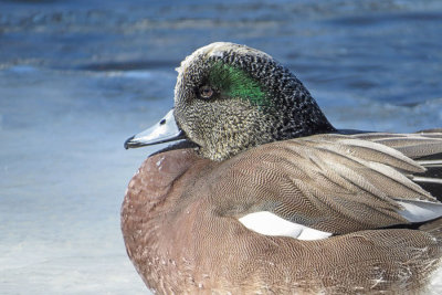 American Wigeon   (2 photos)