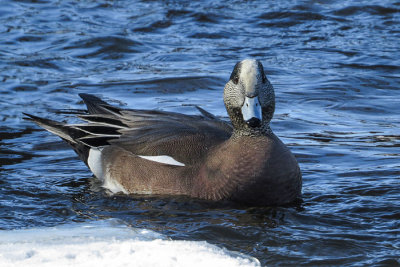 American Wigeon   (2 photos)